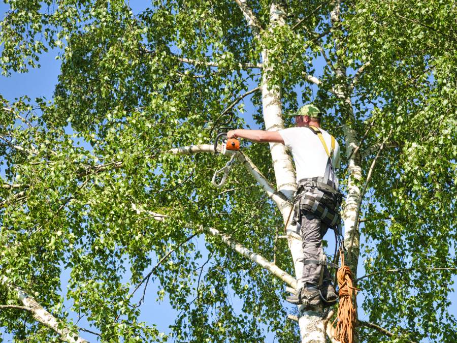 tree removal & tree pruning