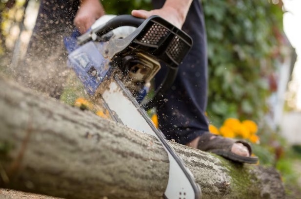 Signs You Need a Tree Removal Services