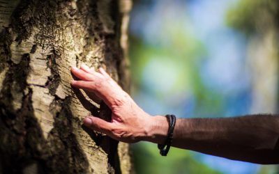 Diagnosing Tree Diseases in Maryland: A Guide