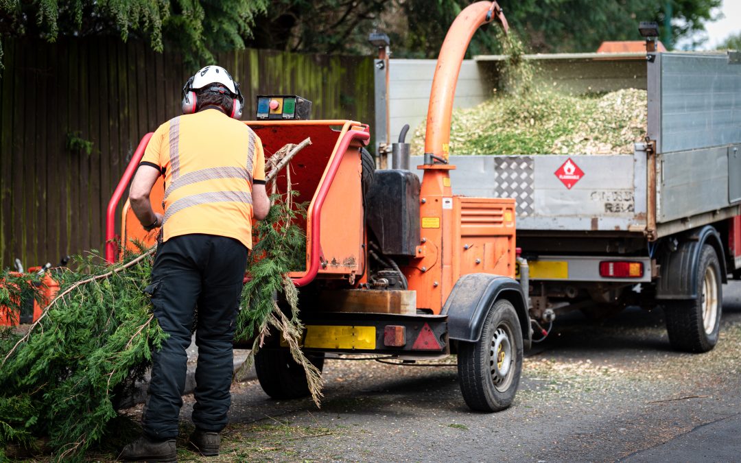 The Essential Guide to Managing Tree Debris After Removal
