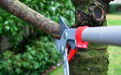 Expert Tips for Selecting the Right Tree Pruning Service